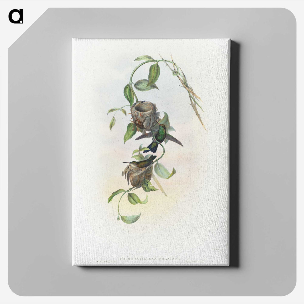2-1_John-Gould_canvas