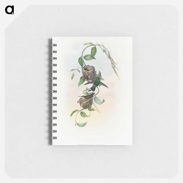 Chlorostilbona Prasina
 - ジョン グールド Memo.