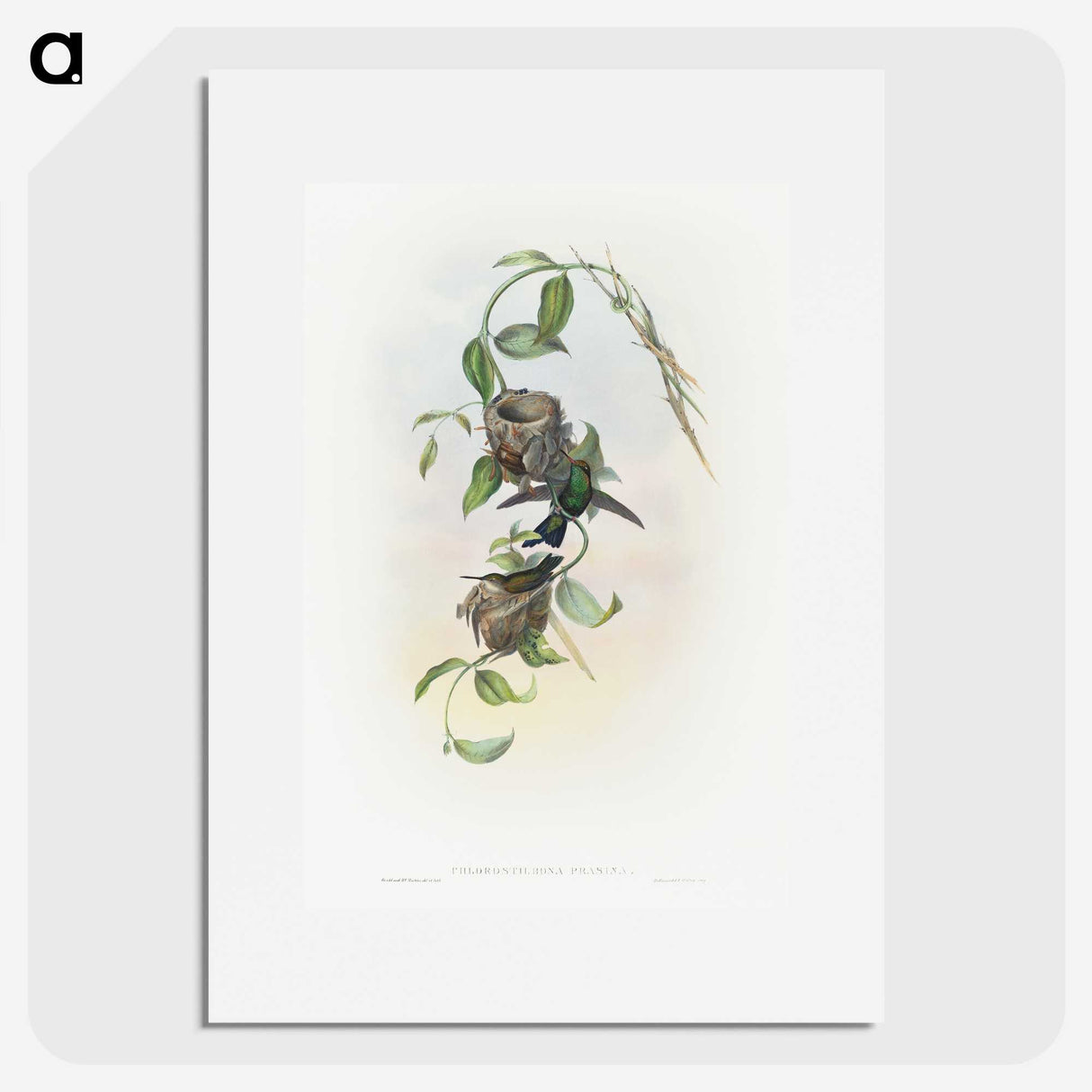 2-1_John-Gould_picture