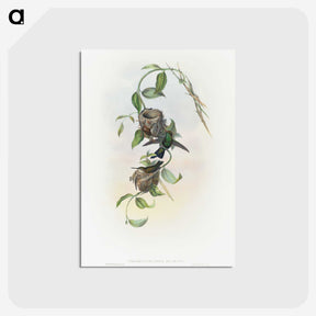 2-1_John-Gould_postcard