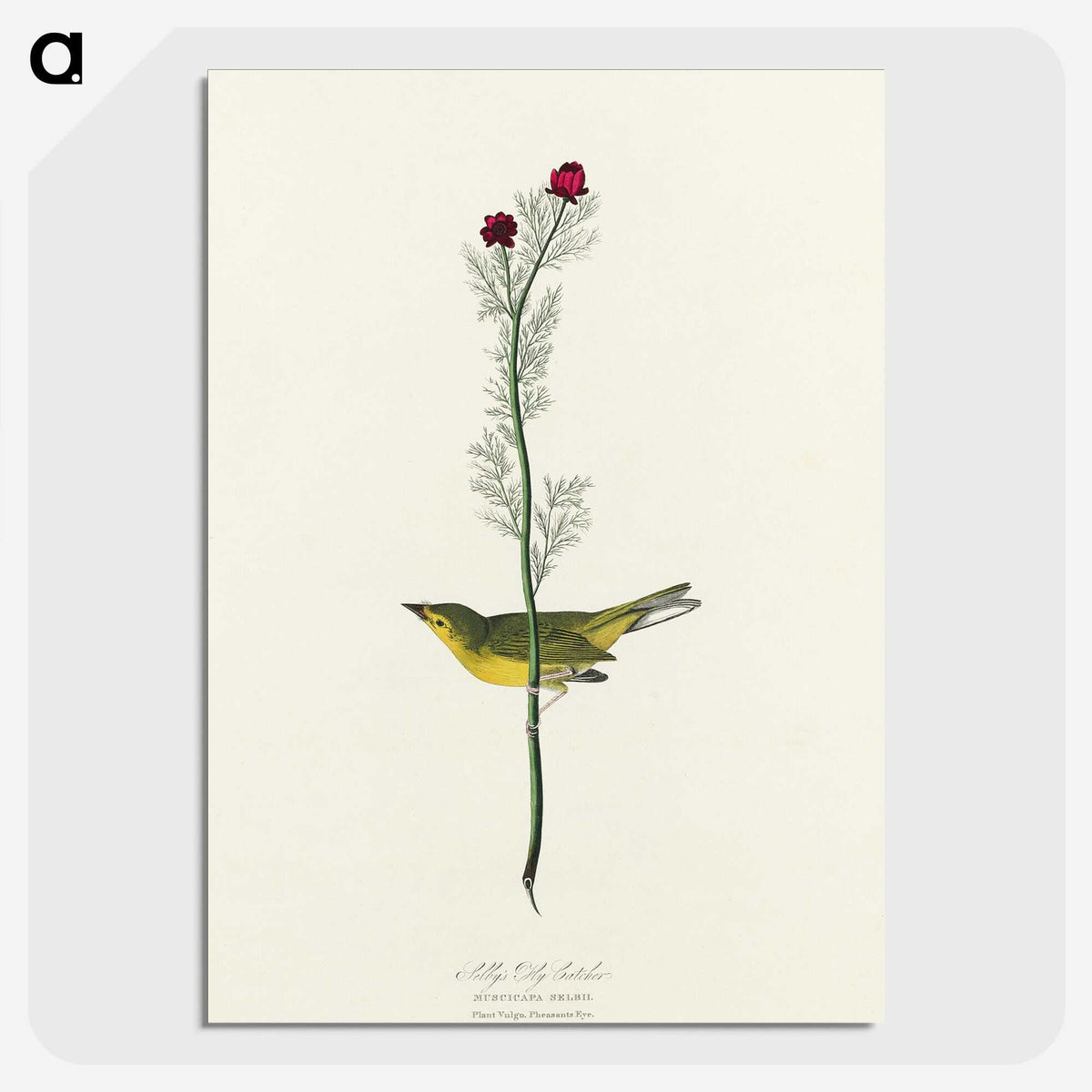 2-1_John-James-Audubon_picture-crop