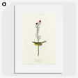 2-1_John-James-Audubon_picture