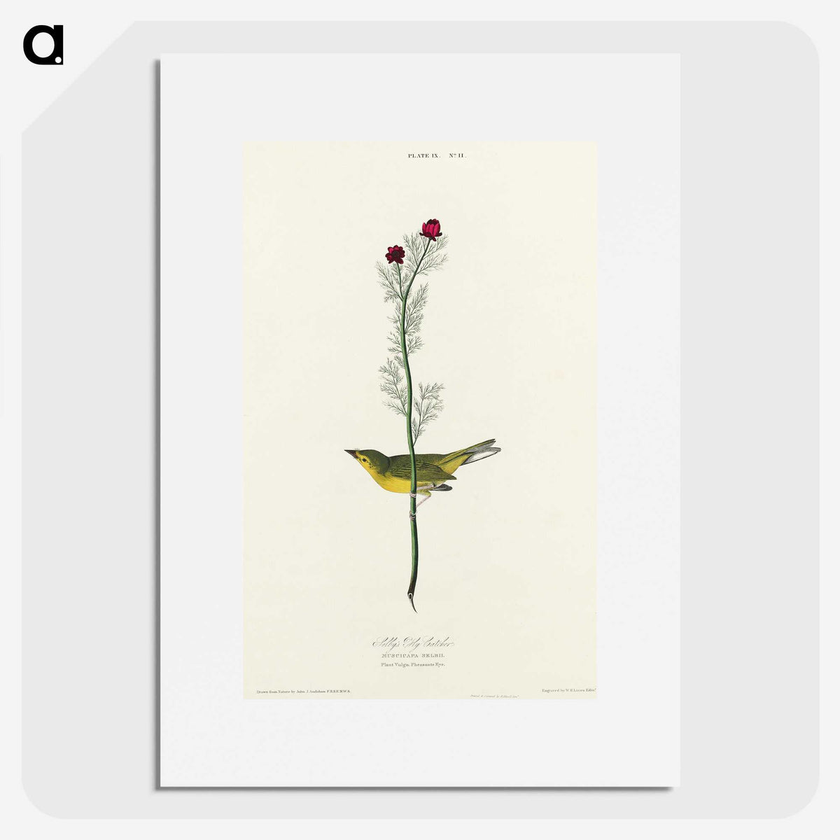 2-1_John-James-Audubon_picture