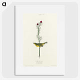 2-1_John-James-Audubon_picture
