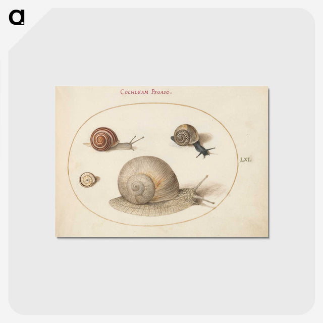 2-1_Joris-Hoefnagel_postcard
