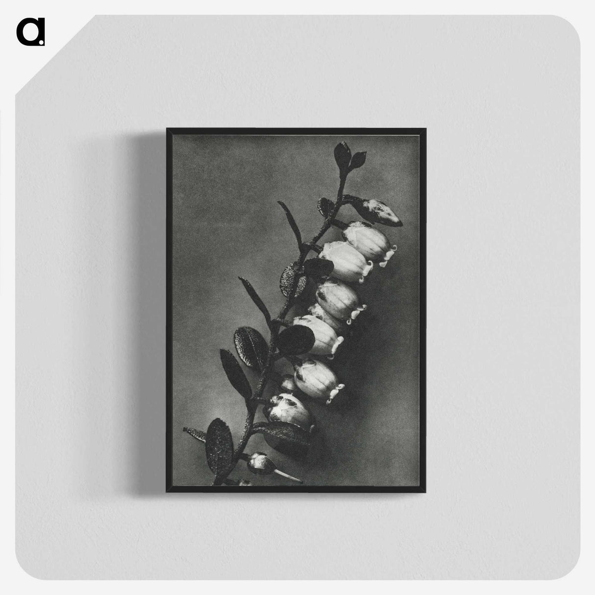 2-1_Karl-Blossfeldt_blk-crop