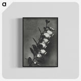 2-1_Karl-Blossfeldt_blk-crop