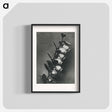アートポスター-Lyonia calyculata enlarged 8 times from Urformen der Kunst by Karl Blossfeldt - カール ブロスフェルト Poster.