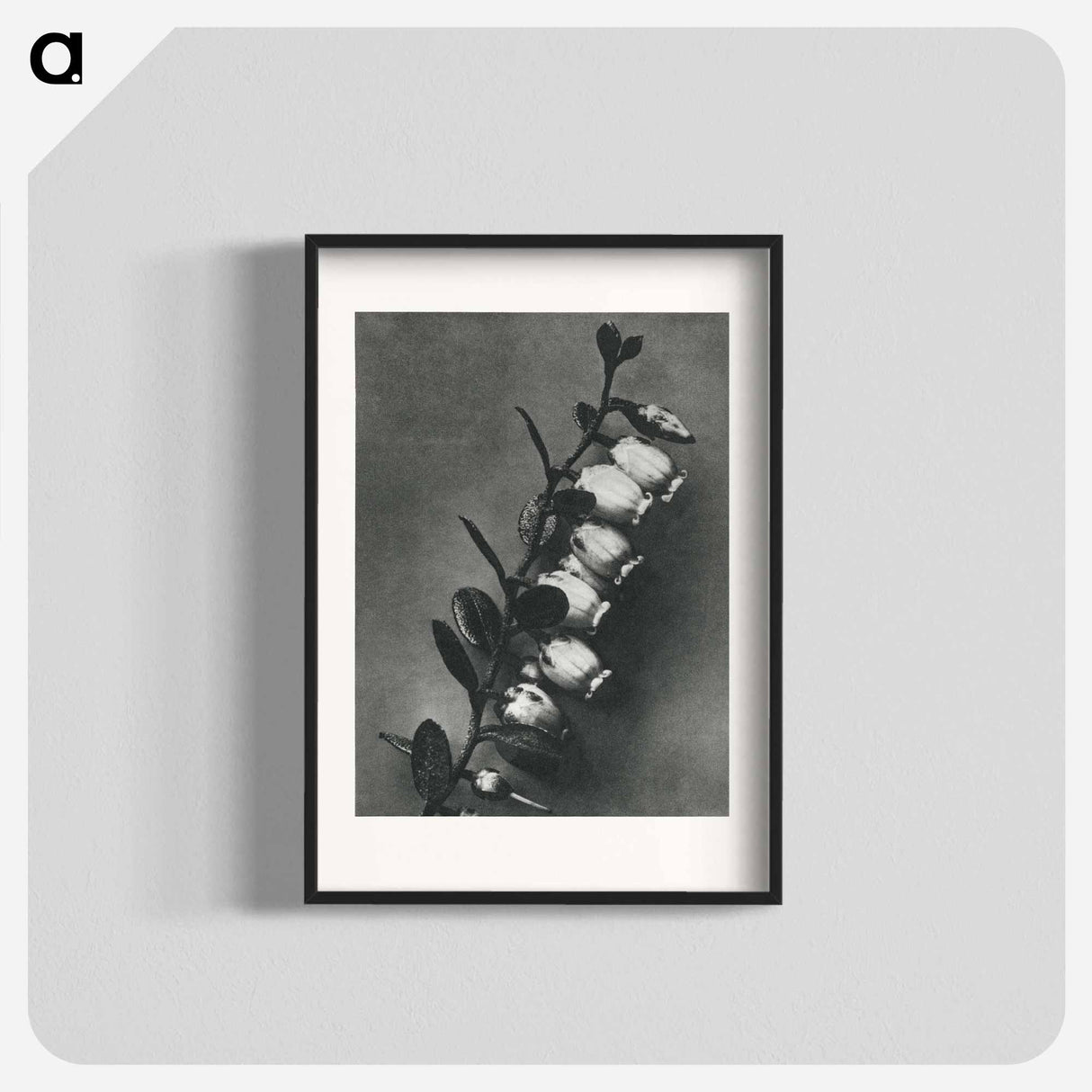 アートポスター-Lyonia calyculata enlarged 8 times from Urformen der Kunst by Karl Blossfeldt - カール ブロスフェルト Poster.