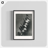 アートポスター-Lyonia calyculata enlarged 8 times from Urformen der Kunst by Karl Blossfeldt - カール ブロスフェルト Poster.