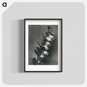 アートポスター-Lyonia calyculata enlarged 8 times from Urformen der Kunst by Karl Blossfeldt - カール ブロスフェルト Poster.