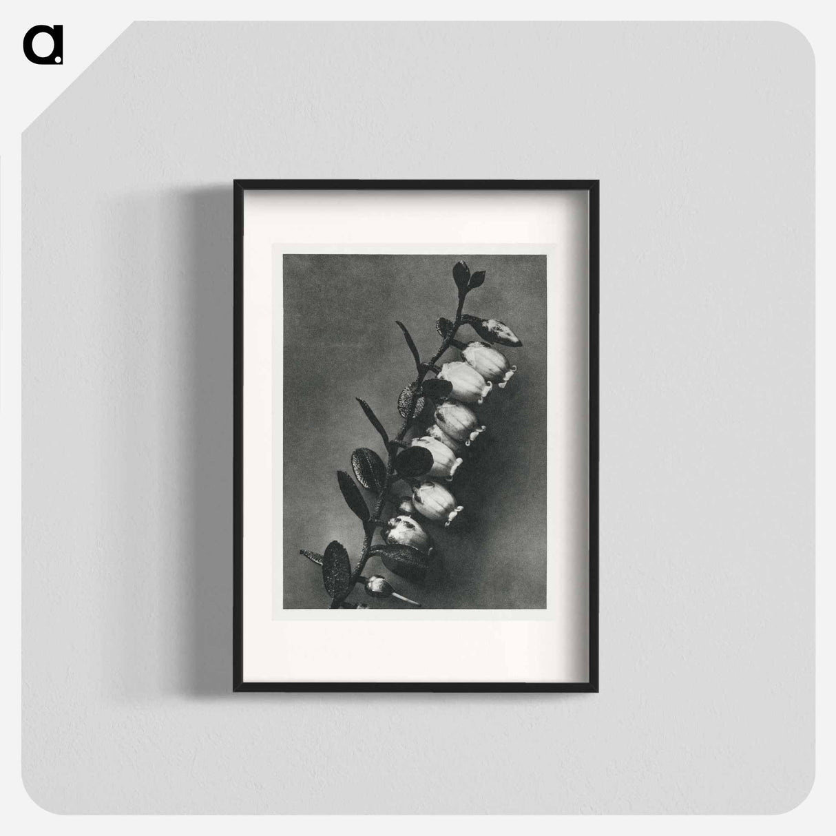 Lyonia calyculata enlarged 8 times from Urformen der Kunst by Karl Blossfeldt - カール ブロスフェルト Poster.