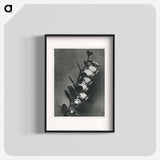 Lyonia calyculata enlarged 8 times from Urformen der Kunst by Karl Blossfeldt - カール ブロスフェルト Poster.