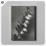 2-1_Karl-Blossfeldt_canvas