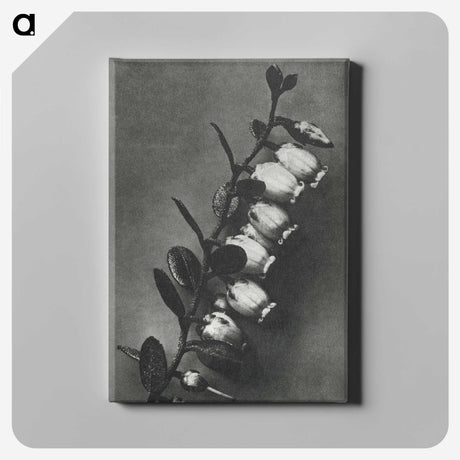 2-1_Karl-Blossfeldt_canvas