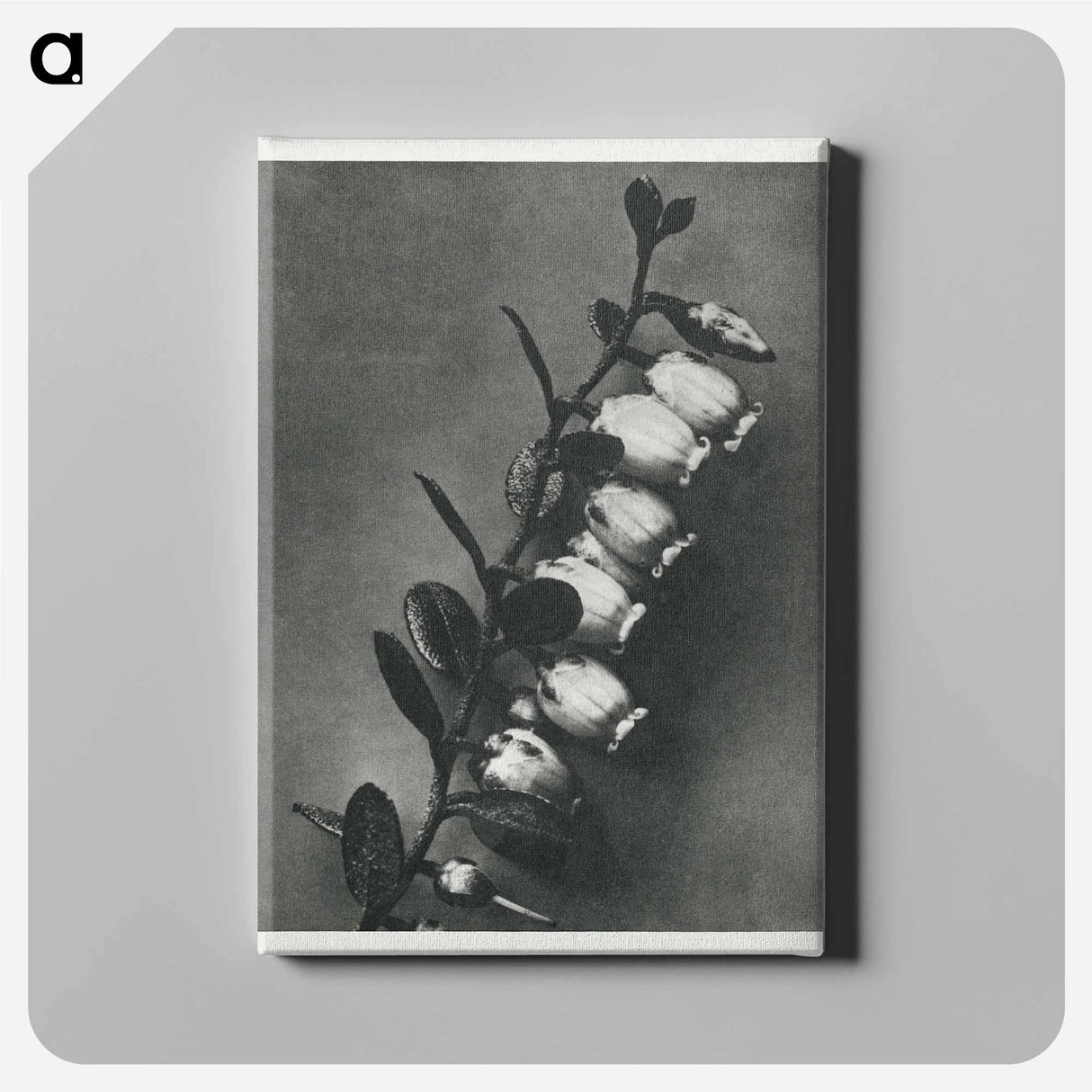 Lyonia calyculata enlarged 8 times from Artwork by Karl Blossfeldt - Karl Blossfeldt Canvas.