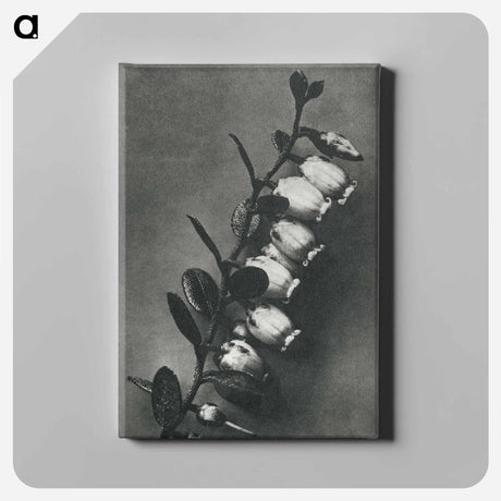 アートパネル-Lyonia calyculata enlarged 8 times from Urformen der Kunst by Karl Blossfeldt - カール ブロスフェルト Canvas.