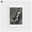 アートポストカード-Lyonia calyculata enlarged 8 times from Urformen der Kunst by Karl Blossfeldt - カール ブロスフェルト Postcard.