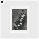 アートポストカード-Lyonia calyculata enlarged 8 times from Urformen der Kunst by Karl Blossfeldt - カール ブロスフェルト Postcard.