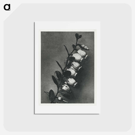 アートポストカード-Lyonia calyculata enlarged 8 times from Urformen der Kunst by Karl Blossfeldt - カール ブロスフェルト Postcard.