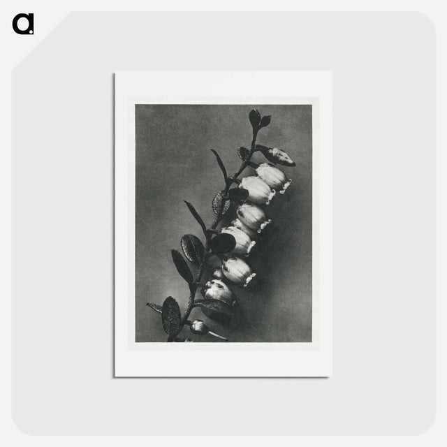 アートポストカード-Lyonia calyculata enlarged 8 times from Urformen der Kunst by Karl Blossfeldt - カール ブロスフェルト Postcard.