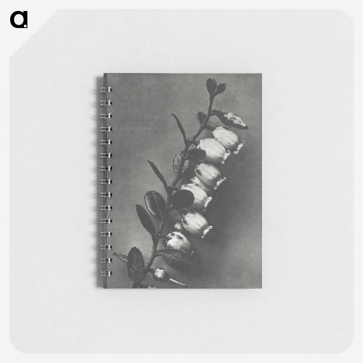 2-1_Karl-Blossfeldt_memo