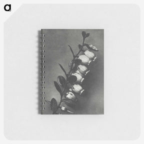 2-1_Karl-Blossfeldt_memo