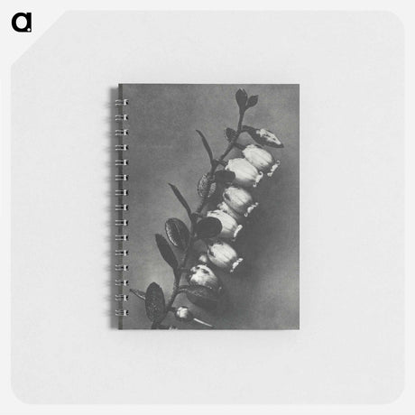 アートメモ帳-Lyonia calyculata enlarged 8 times from Urformen der Kunst by Karl Blossfeldt - カール ブロスフェルト Memo.