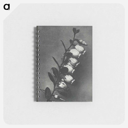 Lyonia calyculata enlarged 8 times from Urformen der Kunst by Karl Blossfeldt - カール ブロスフェルト Memo.