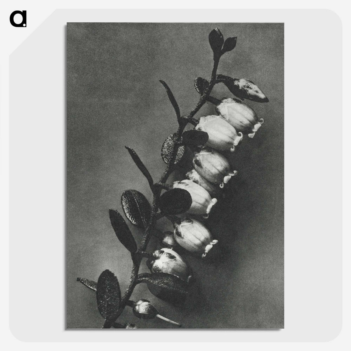 2-1_Karl-Blossfeldt_picture-crop