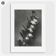2-1_Karl-Blossfeldt_picture
