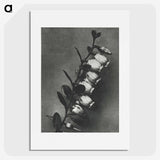 2-1_Karl-Blossfeldt_picture