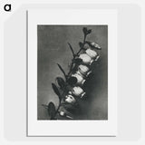 アートポスター-Lyonia calyculata enlarged 8 times from Urformen der Kunst by Karl Blossfeldt - カール ブロスフェルト Poster.
