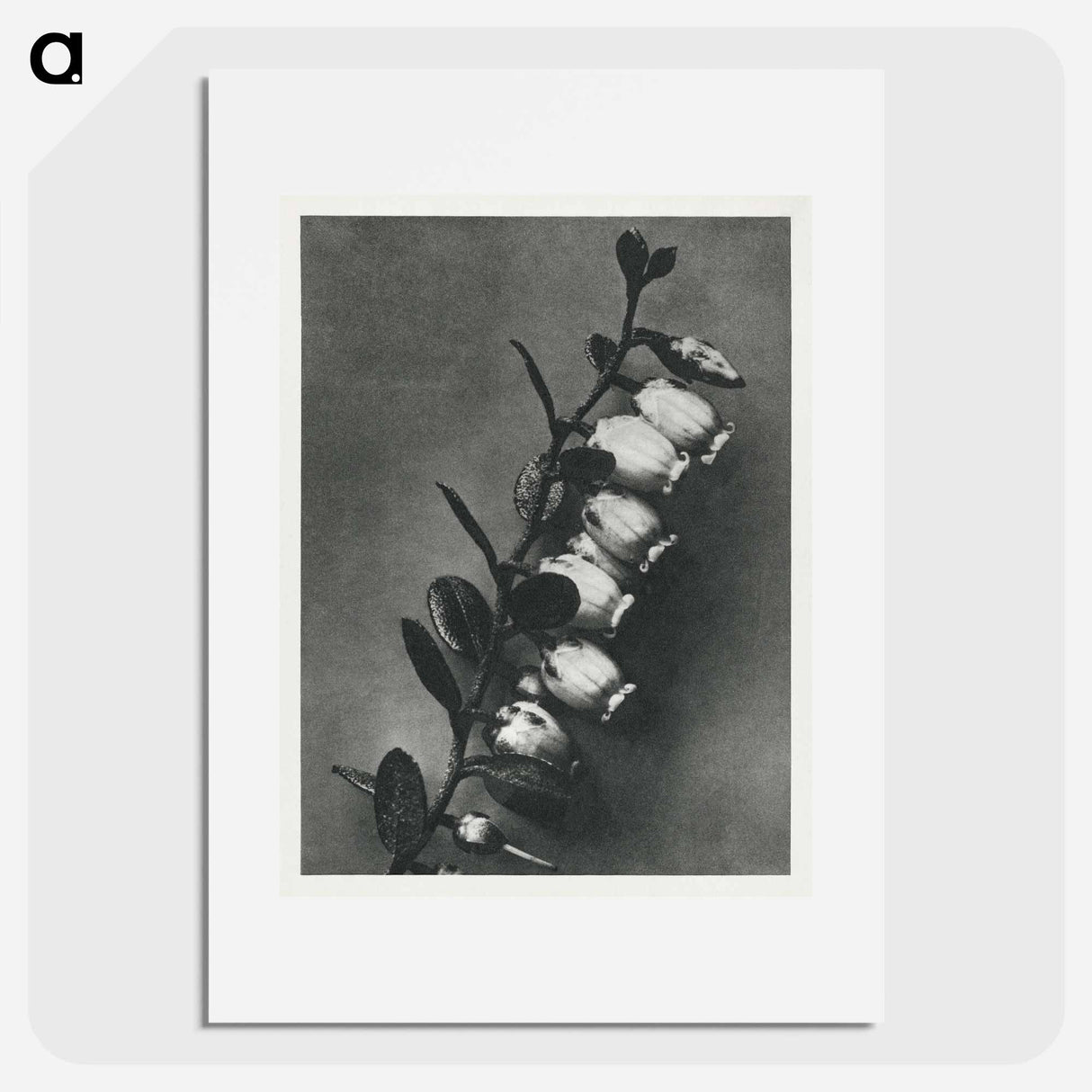 Lyonia calyculata enlarged 8 times from Urformen der Kunst by Karl Blossfeldt - Karl Blossfeldt Poster.