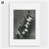 Lyonia calyculata enlarged 8 times from Urformen der Kunst by Karl Blossfeldt - カール ブロスフェルト Poster.