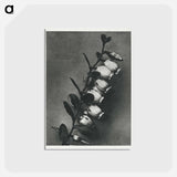 アートポストカード-Lyonia calyculata enlarged 8 times from Urformen der Kunst by Karl Blossfeldt - カール ブロスフェルト Postcard.