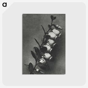 2-1_Karl-Blossfeldt_postcard
