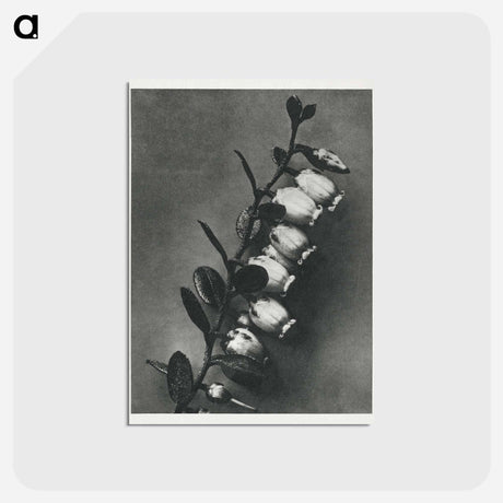 アートポストカード-Lyonia calyculata enlarged 8 times from Urformen der Kunst by Karl Blossfeldt - カール ブロスフェルト Postcard.
