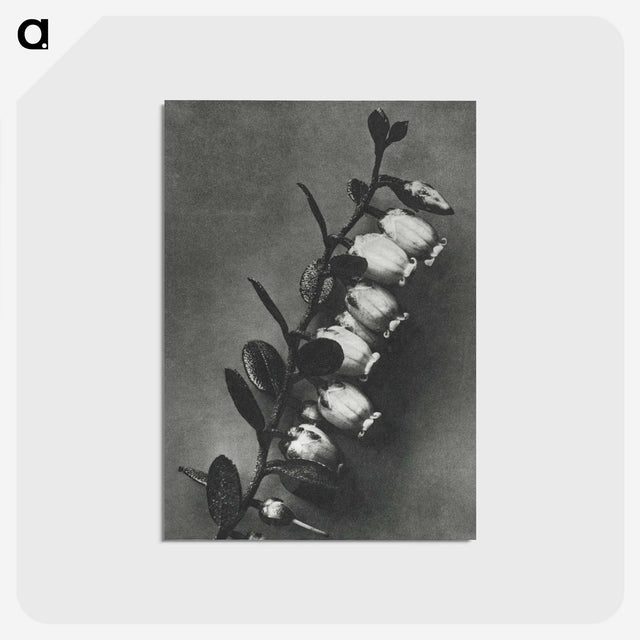 2-1_Karl-Blossfeldt_postcard