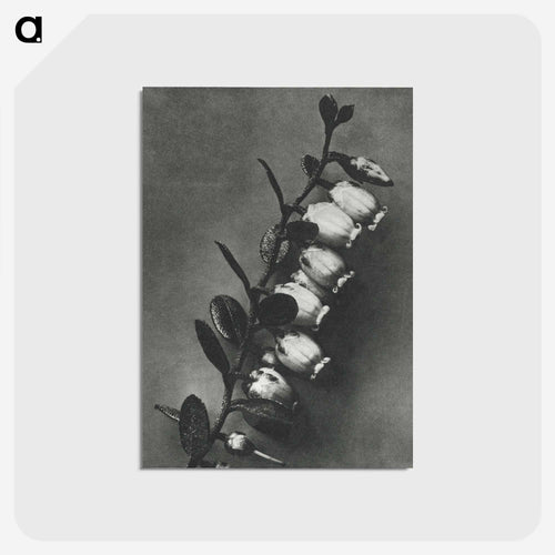 Lyonia calyculata enlarged 8 times from Urformen der Kunst by Karl Blossfeldt - カール ブロスフェルト Postcard.