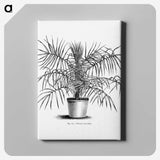 2-1_Les-Palmiers-Histoire-Iconographique_canvas