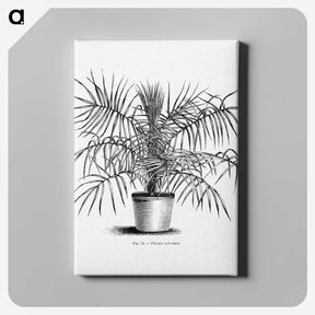 2-1_Les-Palmiers-Histoire-Iconographique_canvas