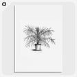 2-1_Les-Palmiers-Histoire-Iconographique_picture