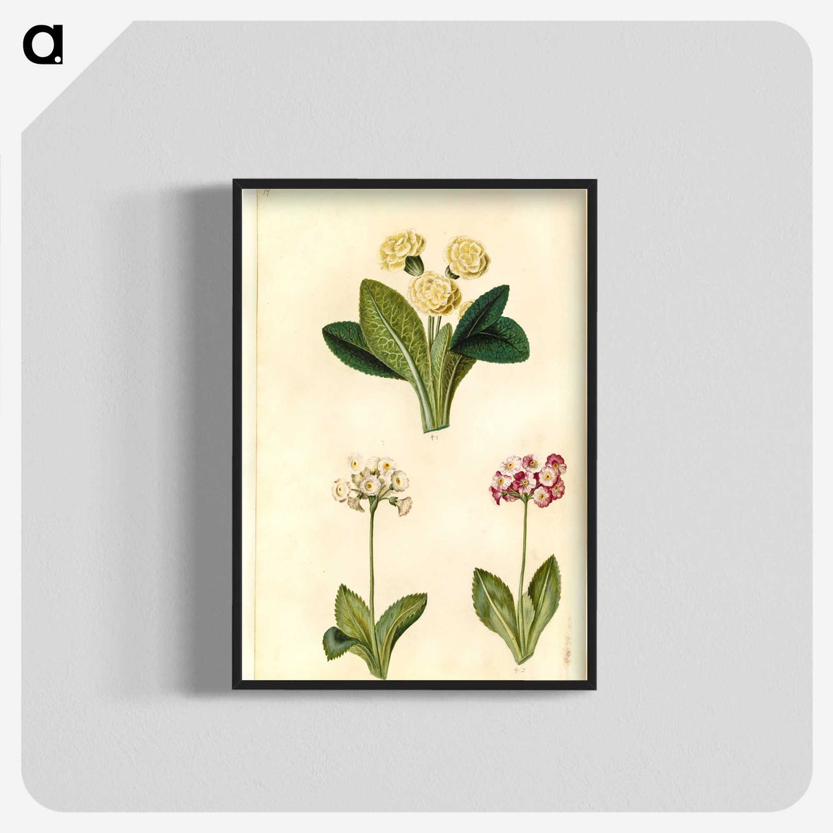 2-1_Maria-Sibylla-Merian_blk-crop