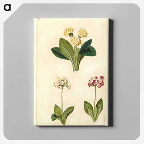 2-1_Maria-Sibylla-Merian_canvas