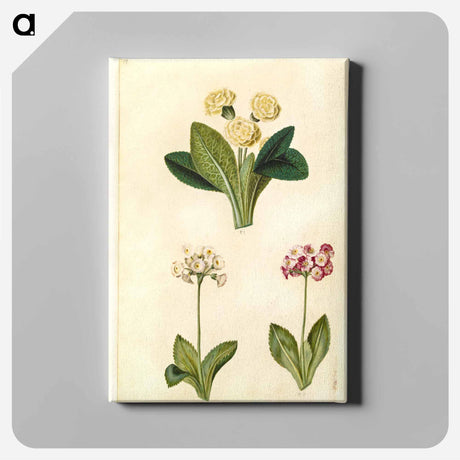 アートパネル-Primula vulgaris and Primula ×pubescens
 - マリア ジビーラ メーリアン Canvas.