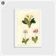 アートポストカード-Primula vulgaris and Primula ×pubescens
 - マリア ジビーラ メーリアン Postcard.
