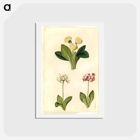 アートポストカード-Primula vulgaris and Primula ×pubescens
 - マリア ジビーラ メーリアン Postcard.