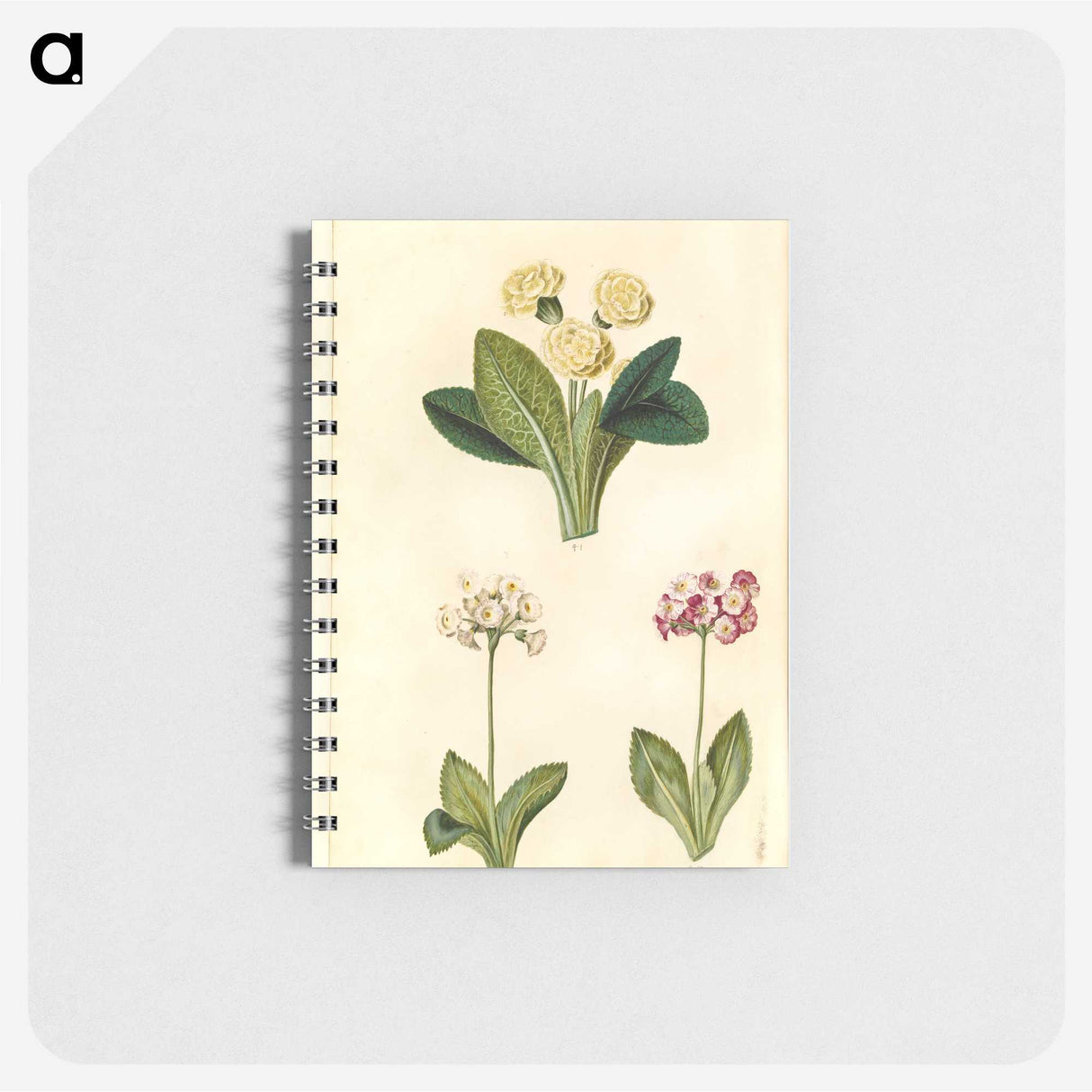 2-1_Maria-Sibylla-Merian_memo