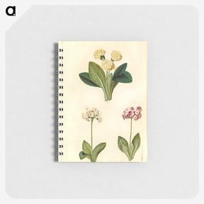 2-1_Maria-Sibylla-Merian_memo